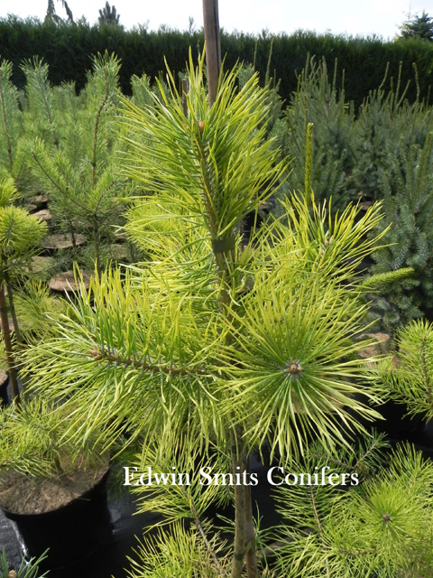Pinus sylvestris 'Filips Yellow Fellow'